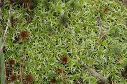 Image of sphagnum