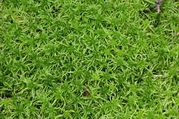 Image of sphagnum