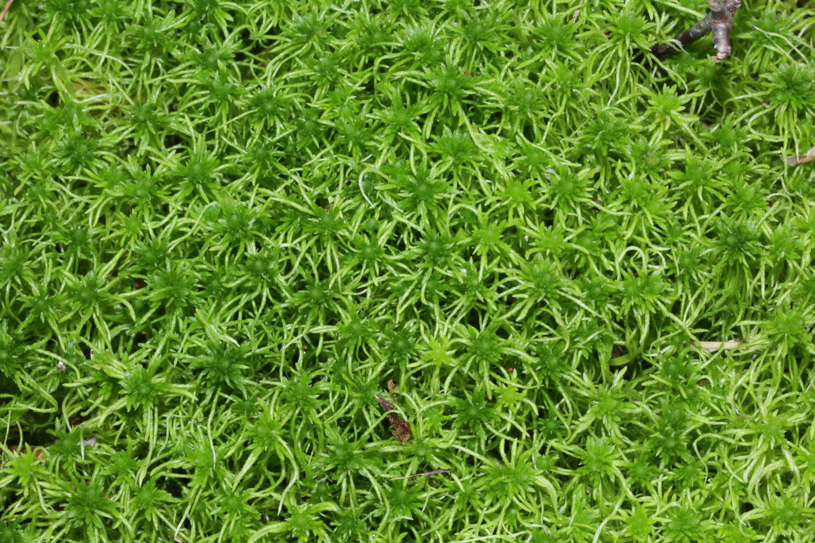 Image of sphagnum