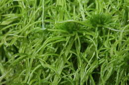 Image of sphagnum