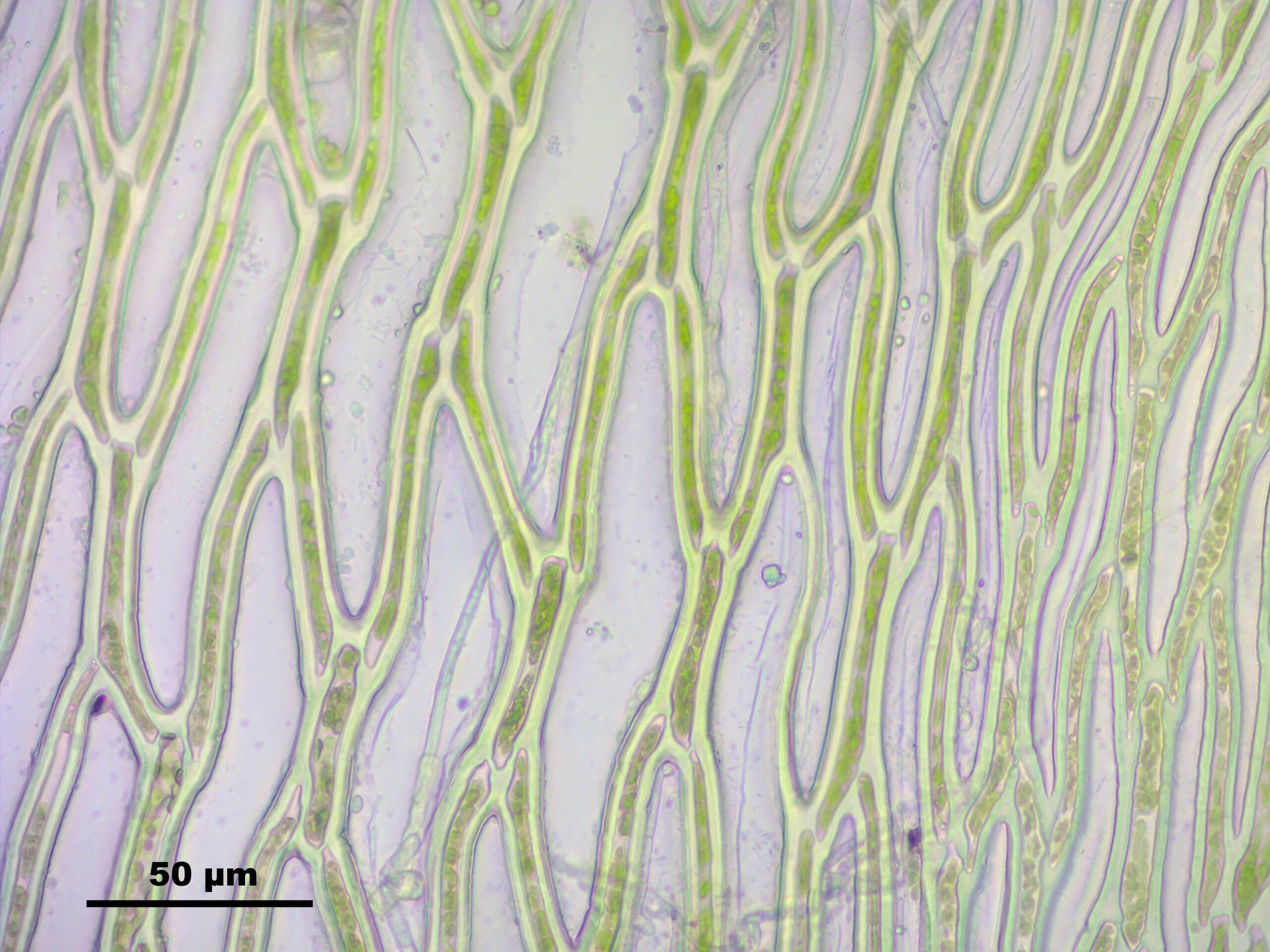 Image of sphagnum