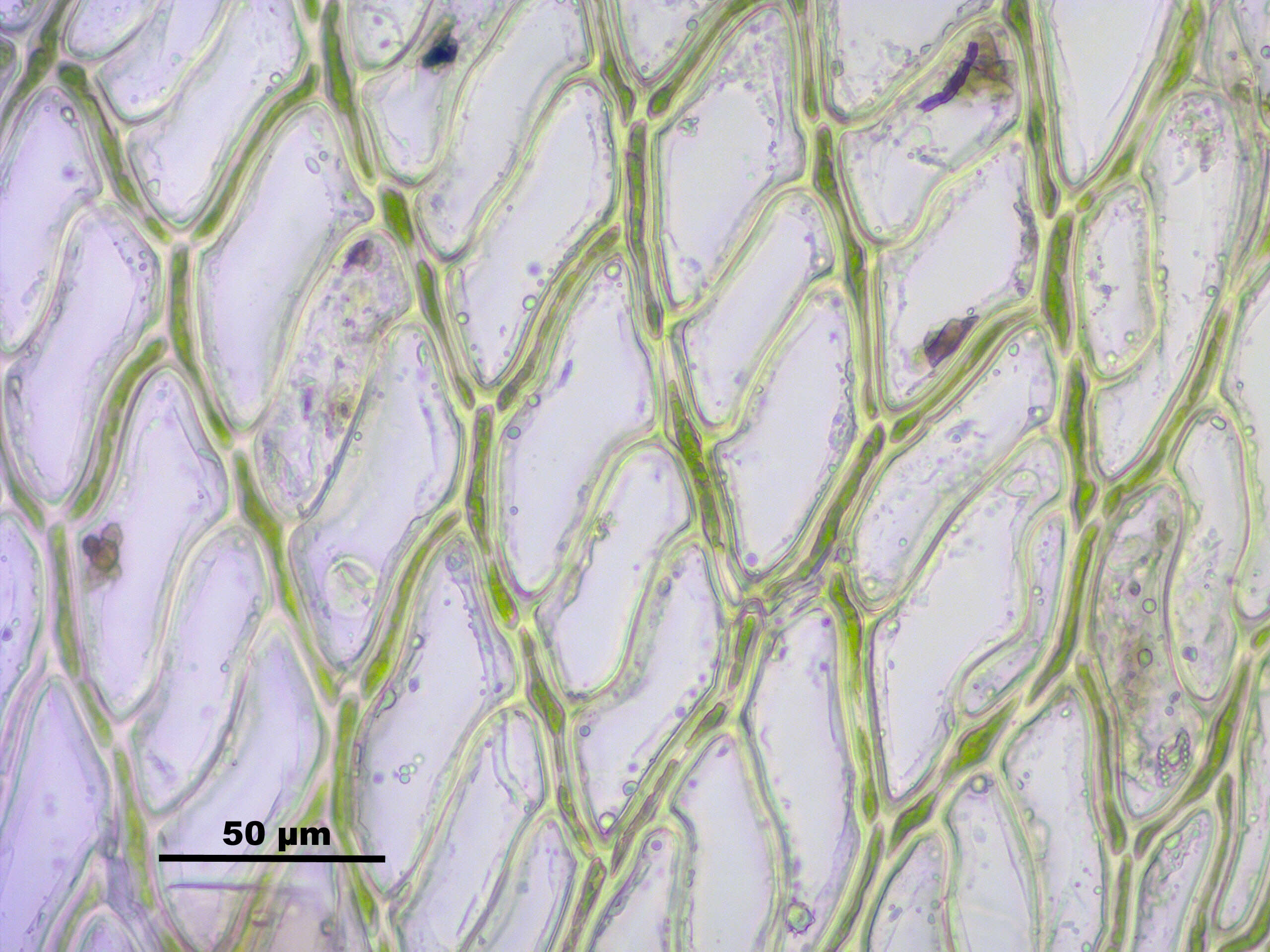 Image of sphagnum