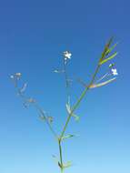 Image of Marsh Speedwell