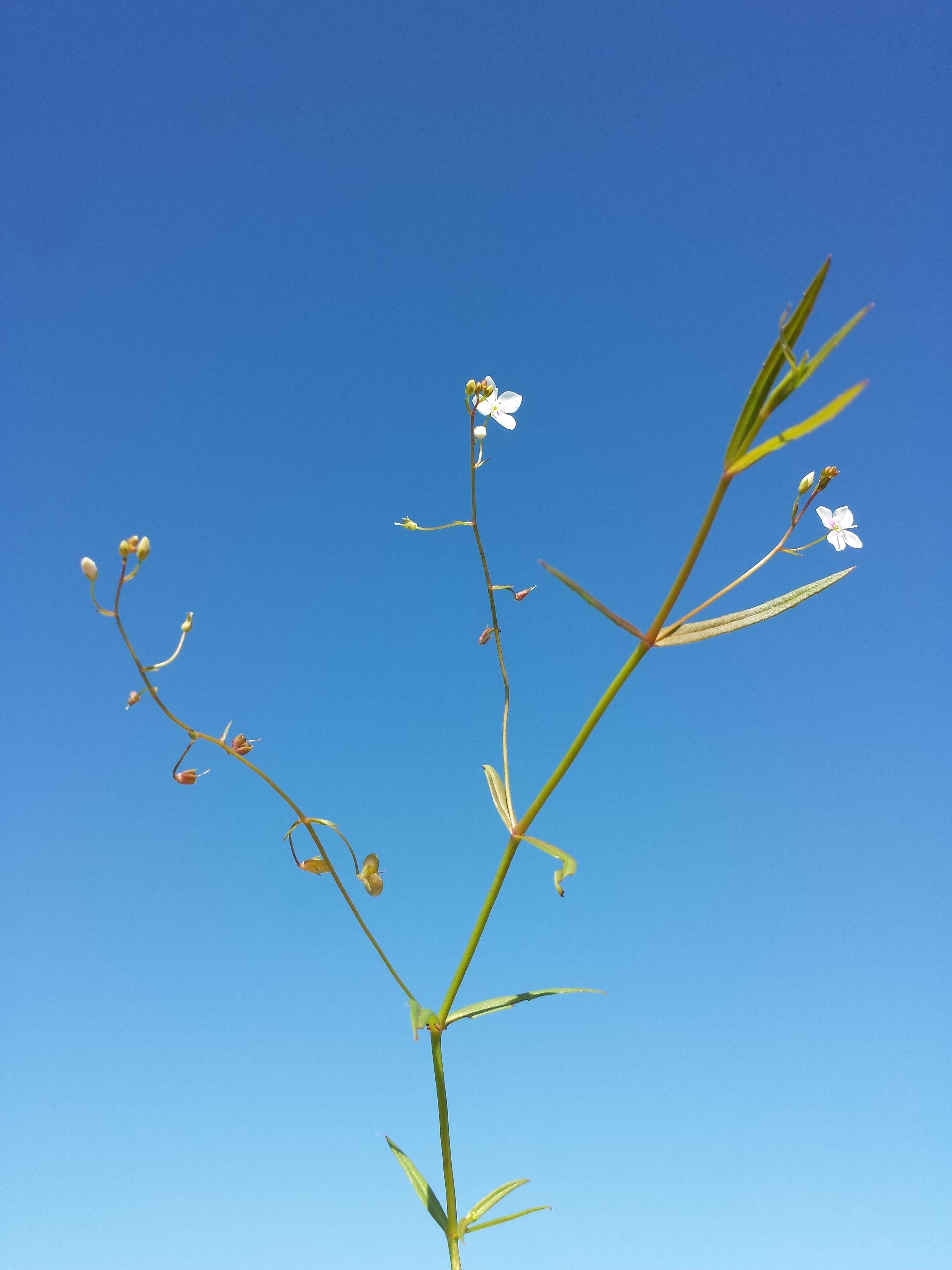 Image of Marsh Speedwell