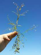 Image of Marsh Speedwell