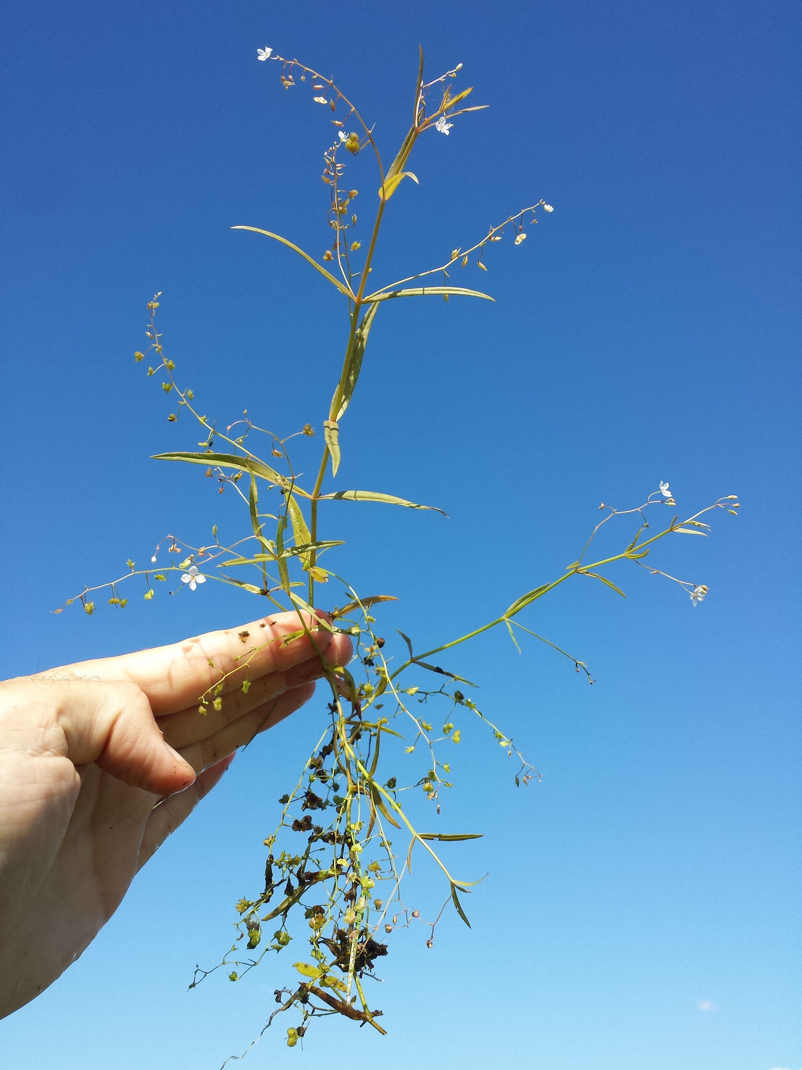 Image of Marsh Speedwell