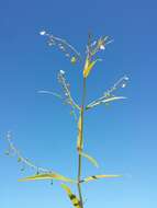 Image of Marsh Speedwell