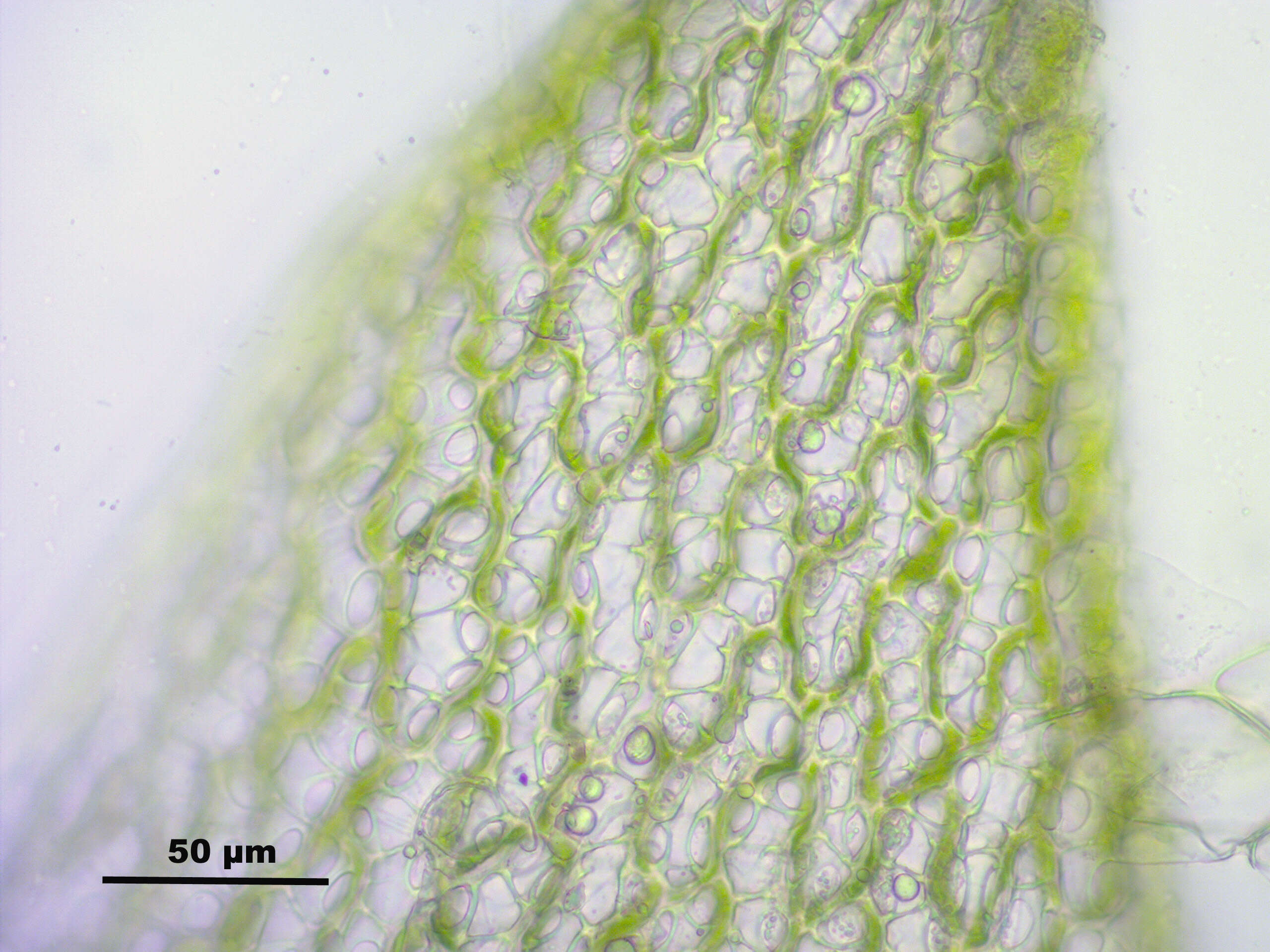 Image of sphagnum