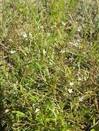 Image of Marsh Speedwell