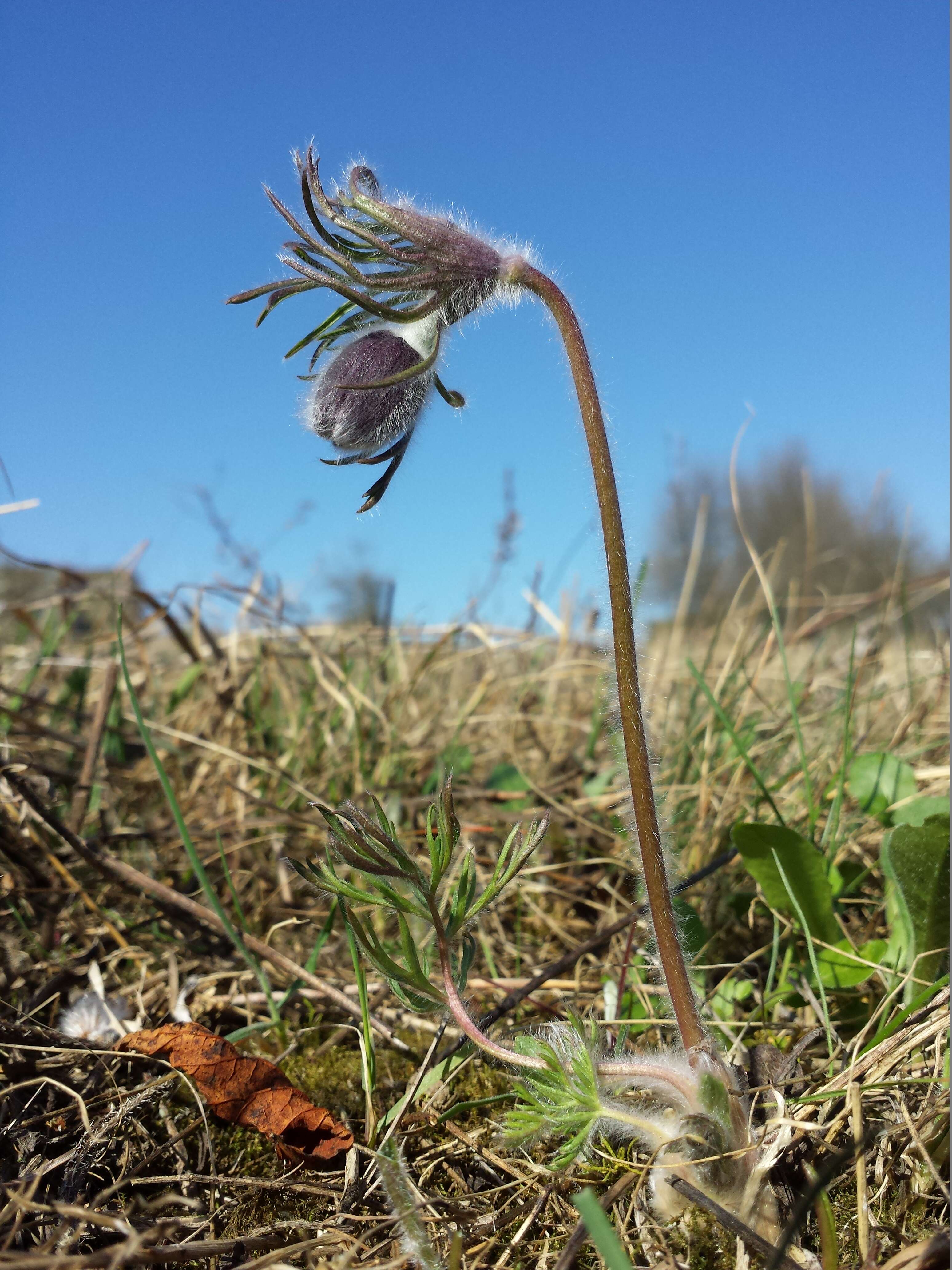 Image of Small Pasque Flower