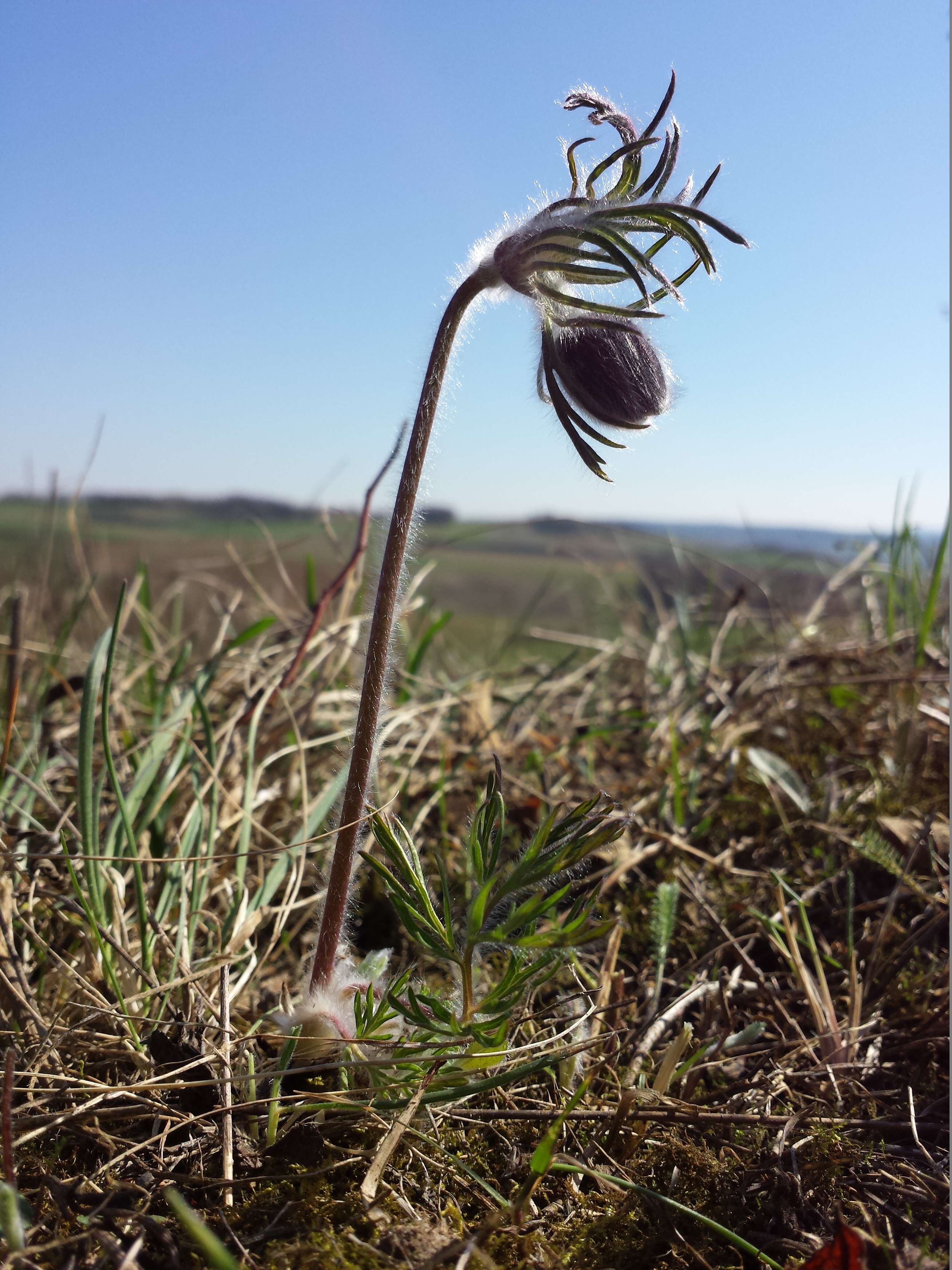 Image of Small Pasque Flower