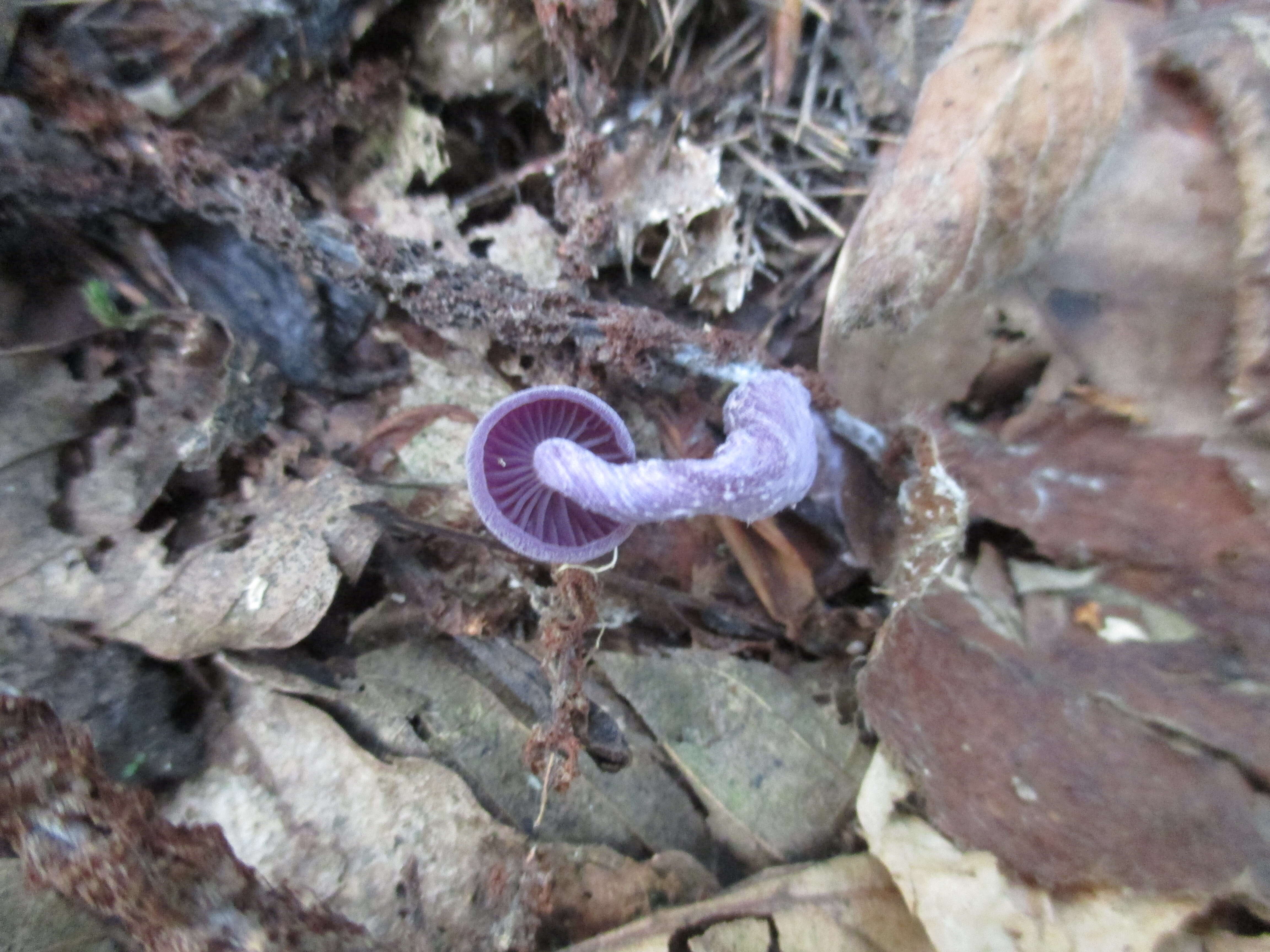 Image of Laccaria amethystina Cooke 1884