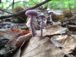 Image of Laccaria amethystina Cooke 1884