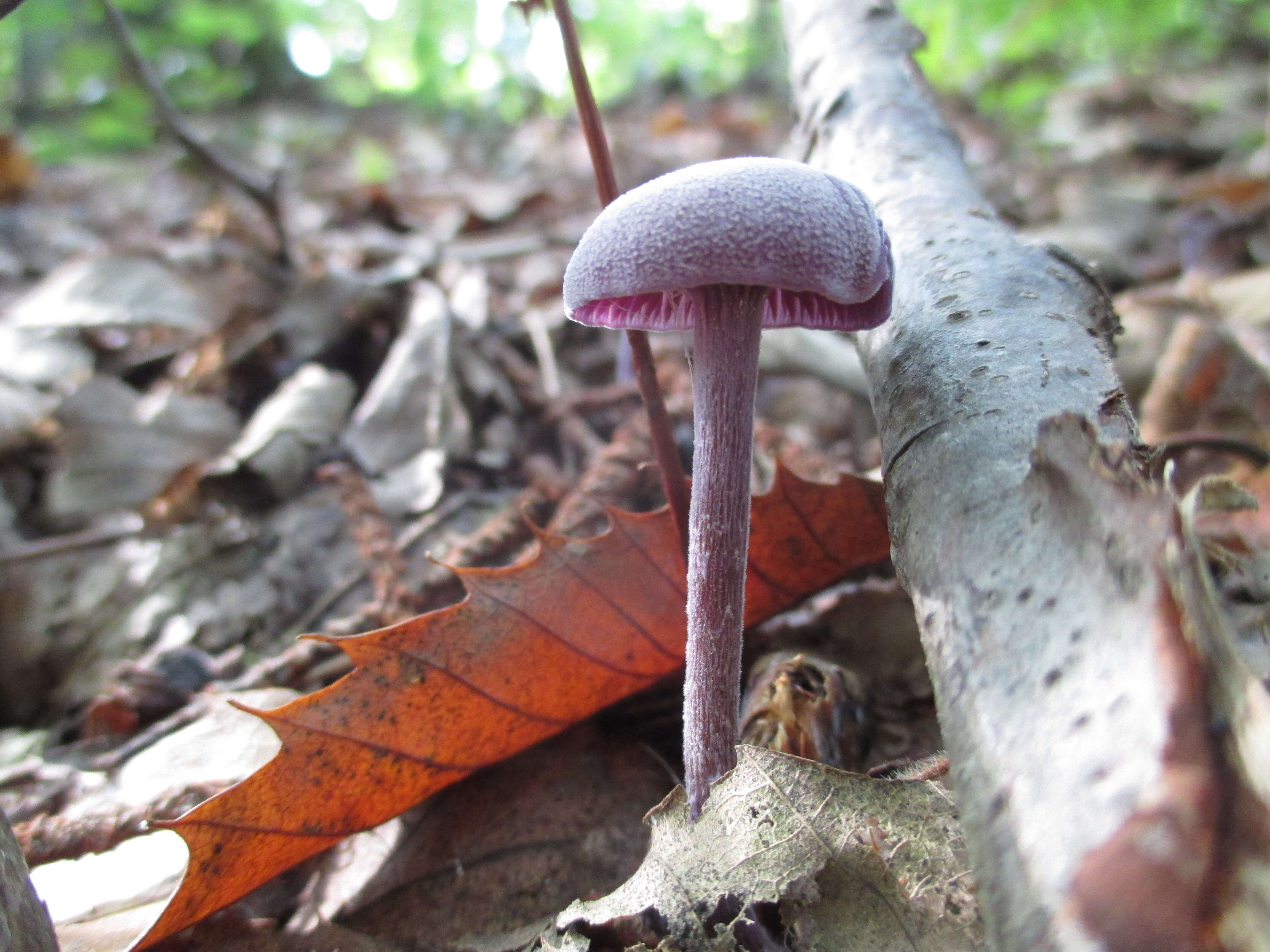 Image of Laccaria amethystina Cooke 1884