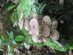 Image of Mycena zephirus (Fr.) P. Kumm. 1871