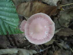 Image of Mycena rosea Gramberg 1912