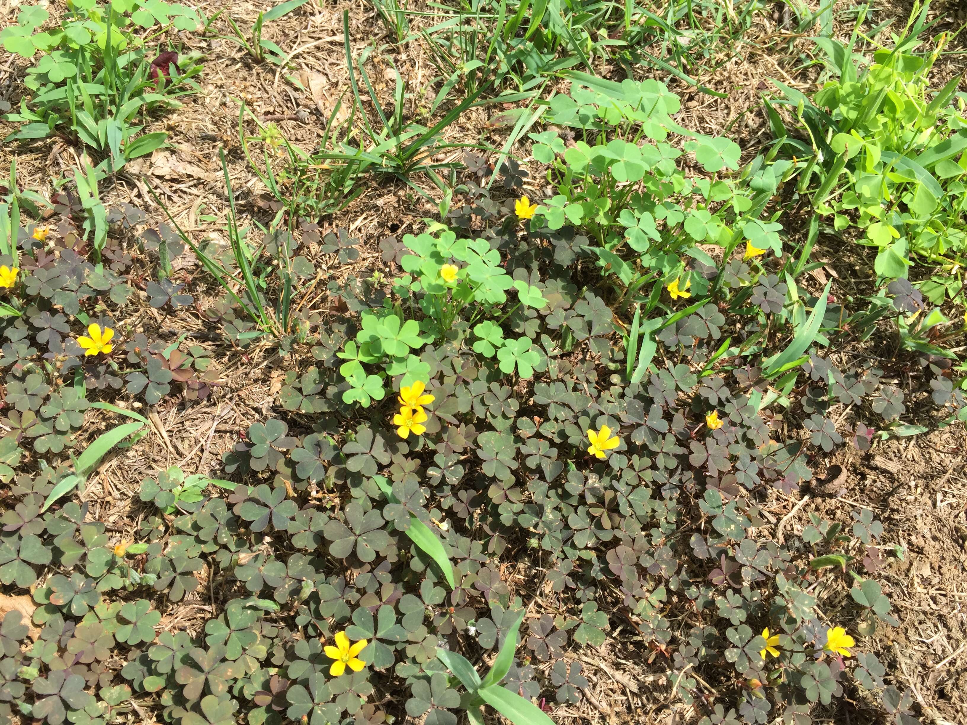 Image de Oxalis stricta