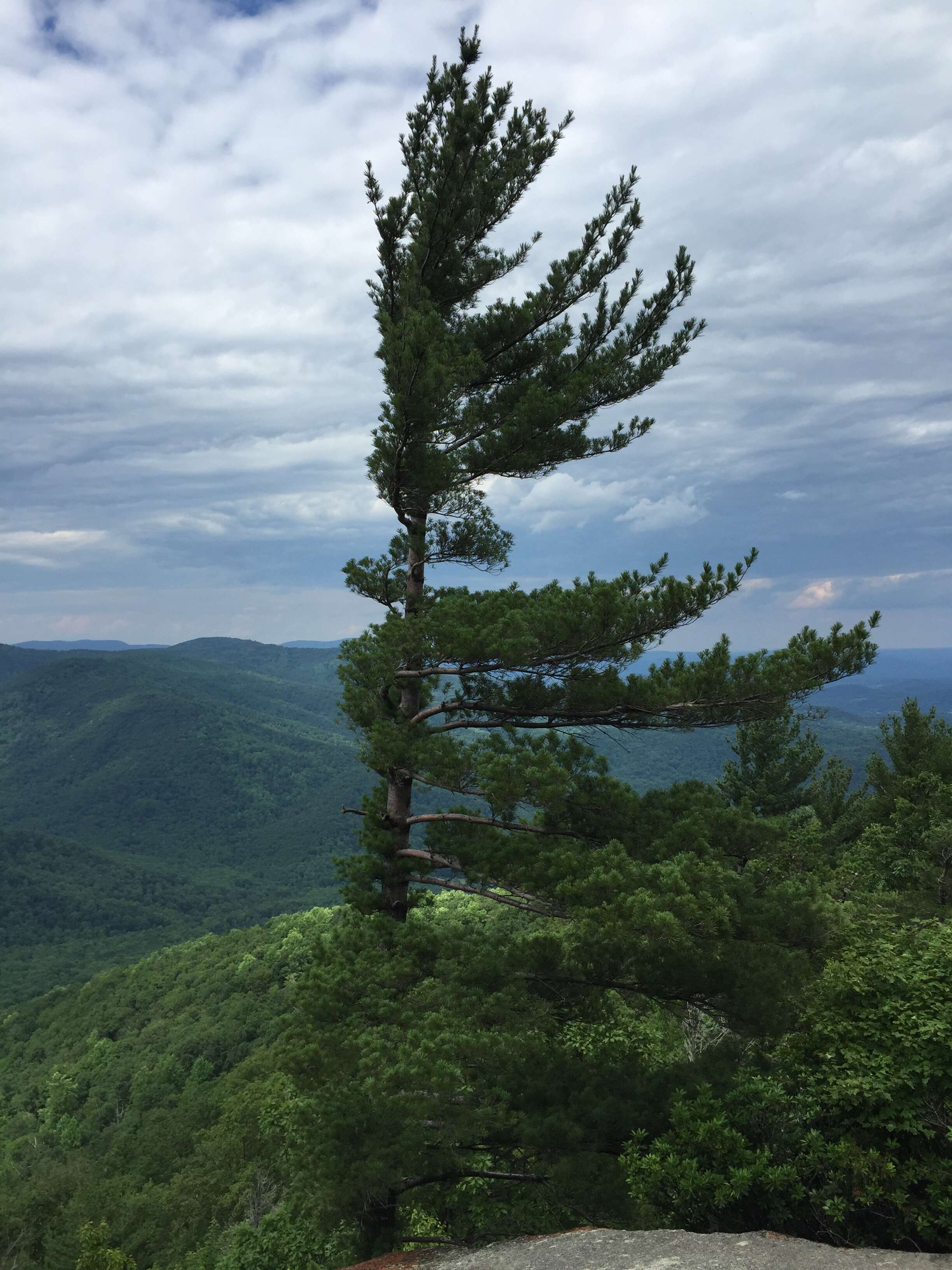 Image of eastern white pine