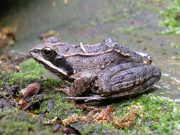 Image of Altai Brown Frog (Altai Mountains Populations)