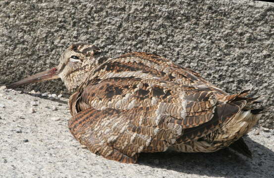 Image of woodcock, eurasian woodcock