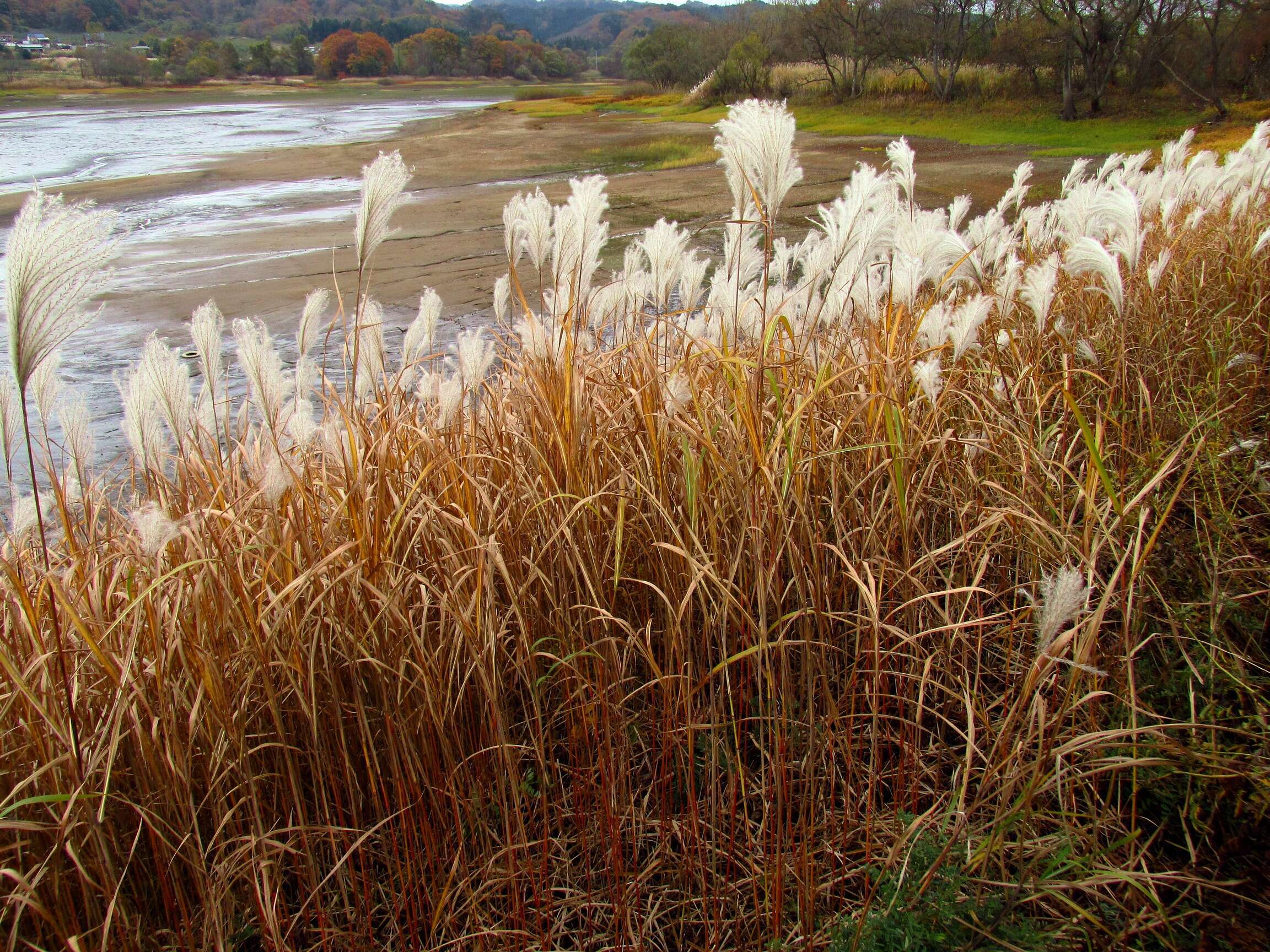 Imagem de Miscanthus sinensis Andersson