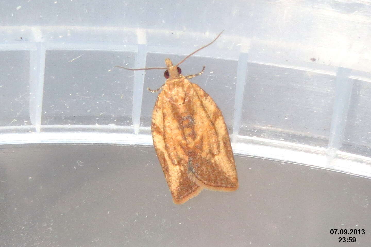 Image of Light brown apple moth