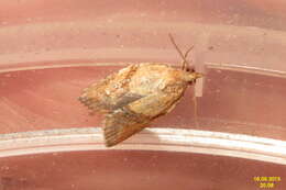 Image of Light brown apple moth