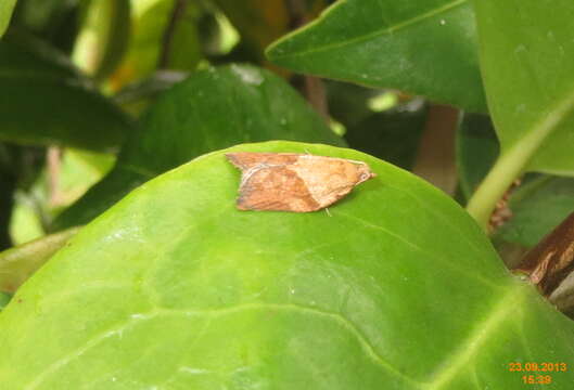 Image of Light brown apple moth