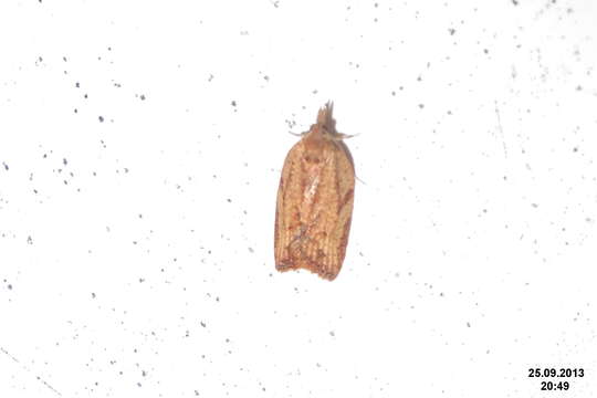 Image of Light brown apple moth