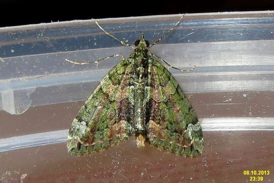 Image of red-green carpet