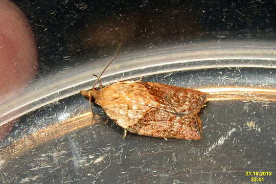 Image of Light brown apple moth