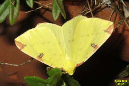 Image of brimstone moth