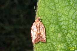 Image of Light brown apple moth