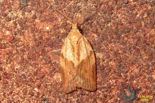 Image of Light brown apple moth