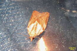 Image of Light brown apple moth