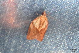 Image of Light brown apple moth