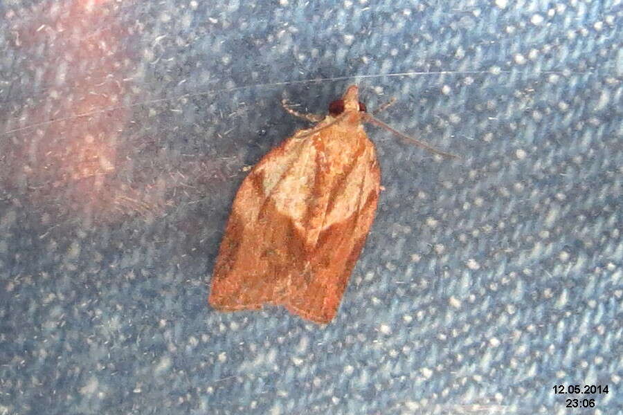 Image of Light brown apple moth