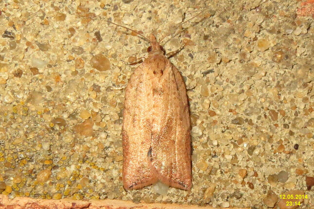 Image of Light brown apple moth