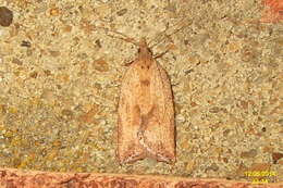 Image of Light brown apple moth
