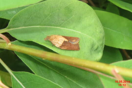 Image of Light brown apple moth