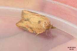 Image of Light brown apple moth