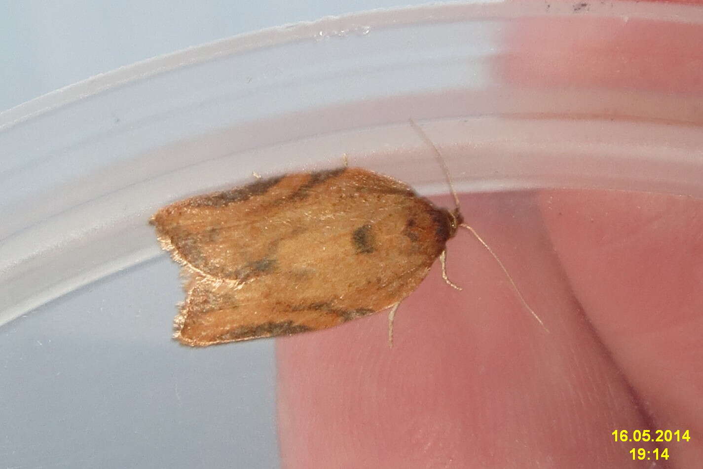 Image of Light brown apple moth