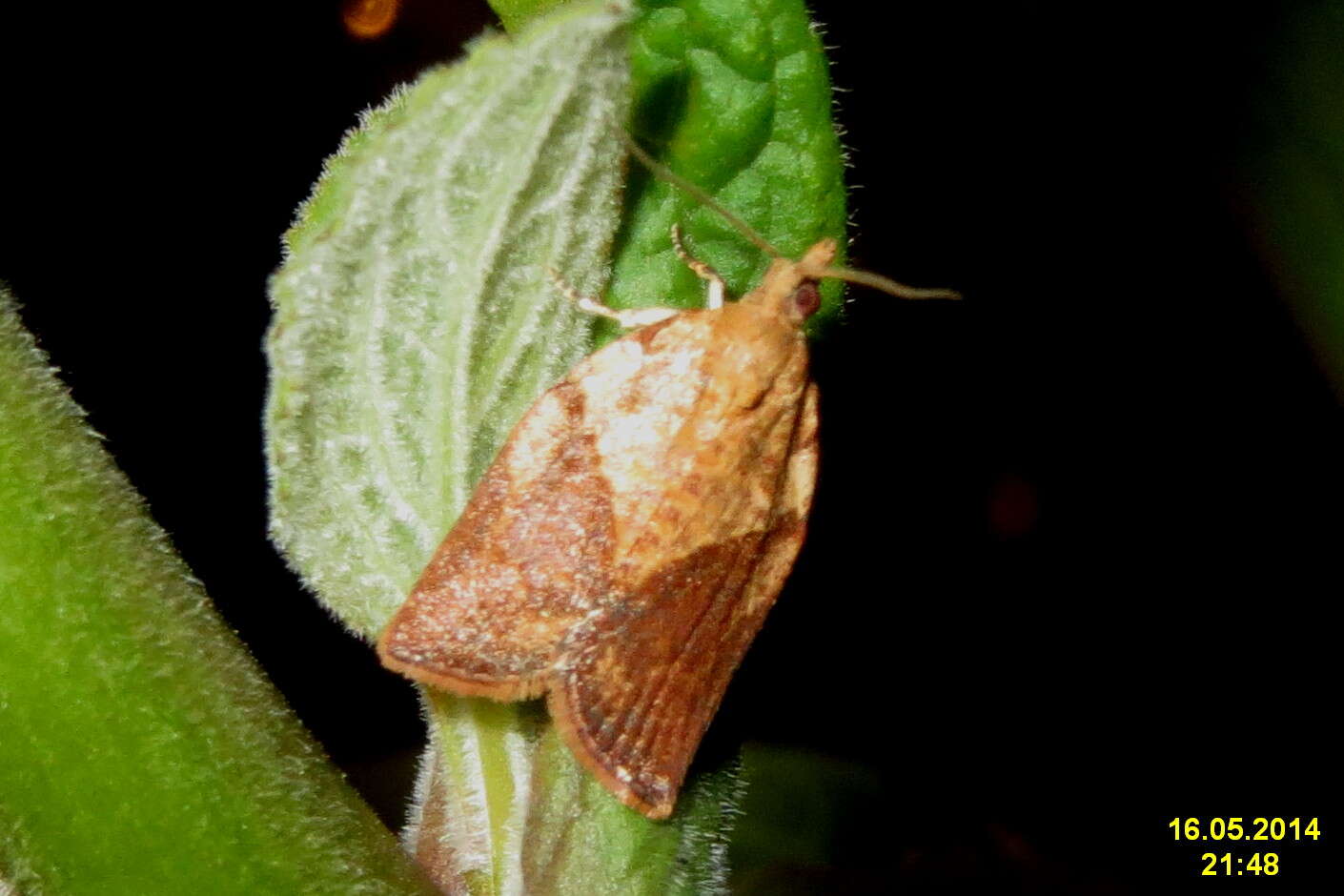 Image of Light brown apple moth