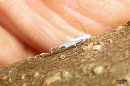 Image of apple leaf miner