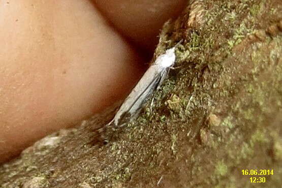 Image of apple leaf miner