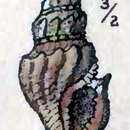 Image of Oenopota cinerea (Møller 1842)