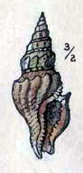 Image of Oenopota cinerea (Møller 1842)