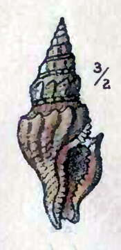 Image of Oenopota cinerea (Møller 1842)