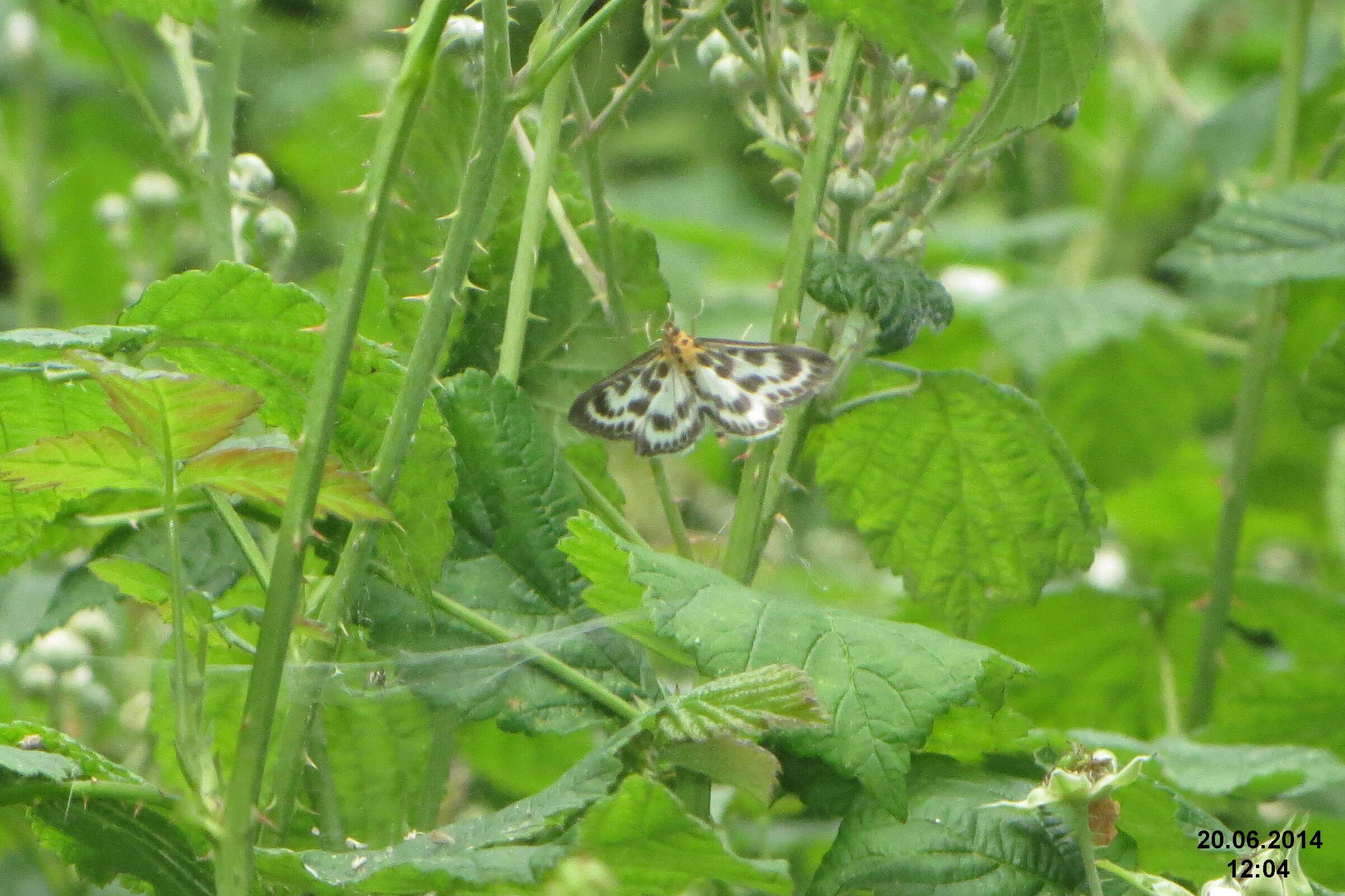 Image of Anania hortulata