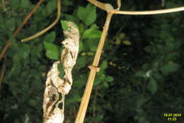 Image of variegated golden tortrix